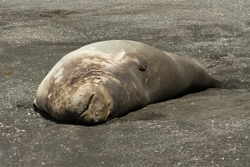 Elephant Seal.20081113_3844.jpg - Southern Elephant Seal (Mirounga leonine), South Gerogia November 2008